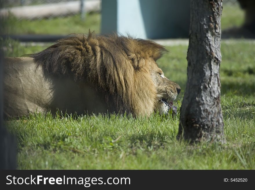 Wild male lion who is snacking in the grass