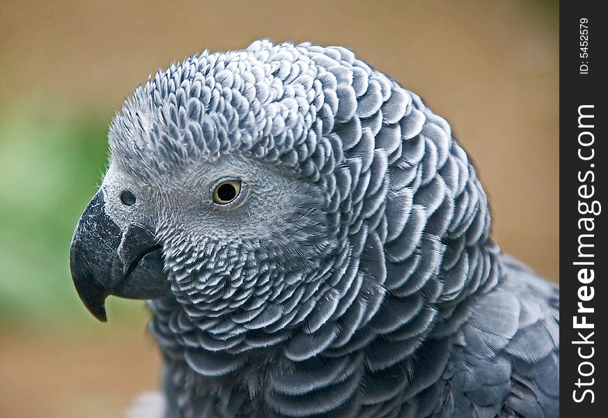 Portrait of grey african parrot. Portrait of grey african parrot