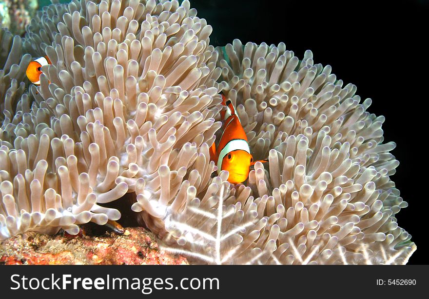 Vibrant soft corals and Clown fish darting amongst the stinging tentacles of the Sea Anemone. Vibrant soft corals and Clown fish darting amongst the stinging tentacles of the Sea Anemone