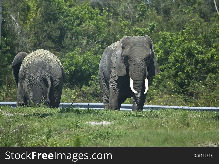 Wild african elephants who are walking around in the grass