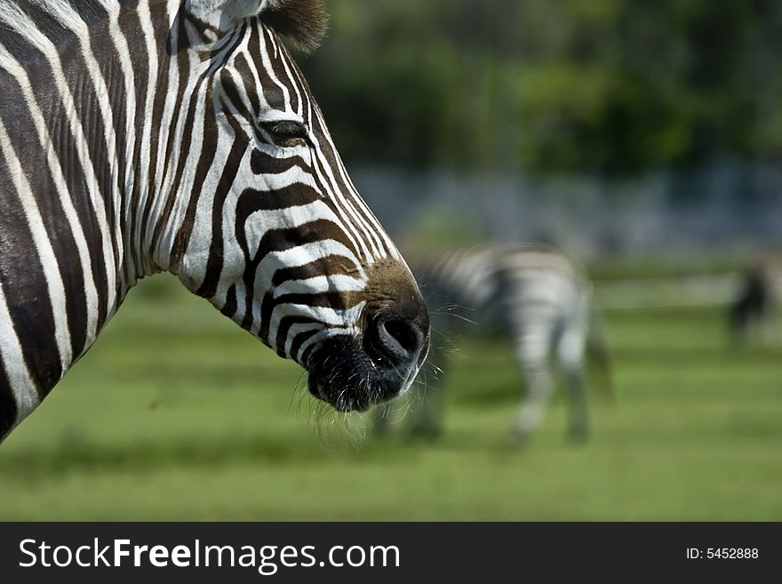 Wild african zebra who is grazing with his friends