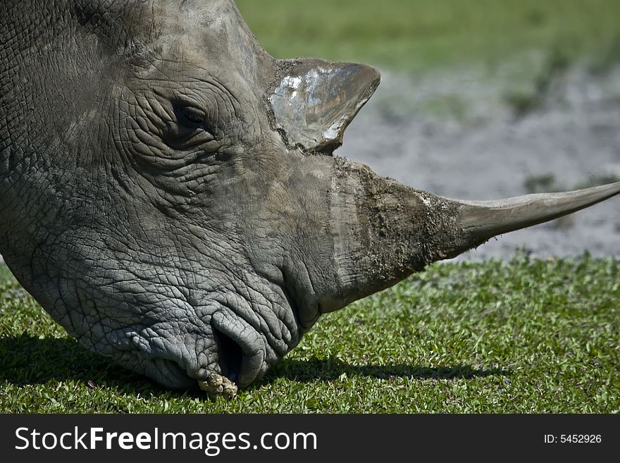 Wild african rhinoceros who is grazing in the grass