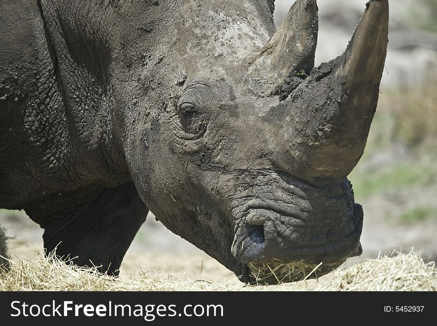 Wild african rhinoceros who is posing for the camera