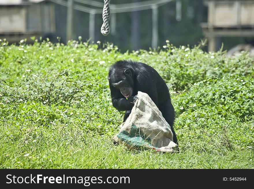 Wild african chimpanzee who is exploring inside a bag