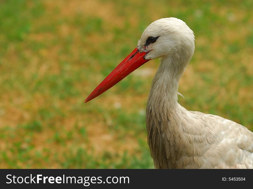 White Stork bird (Ciconia ciconia) over grass background.