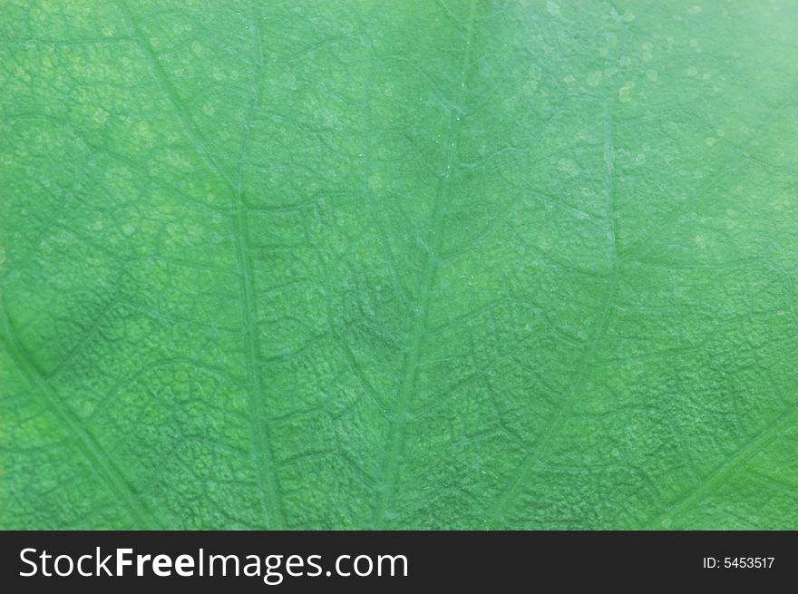Green leaf close up under macro lens