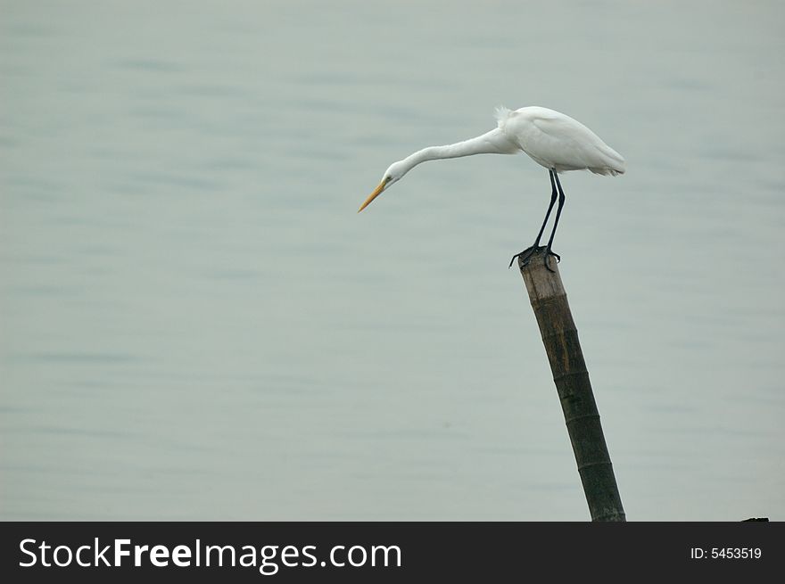 Egret bird,is looking for food.