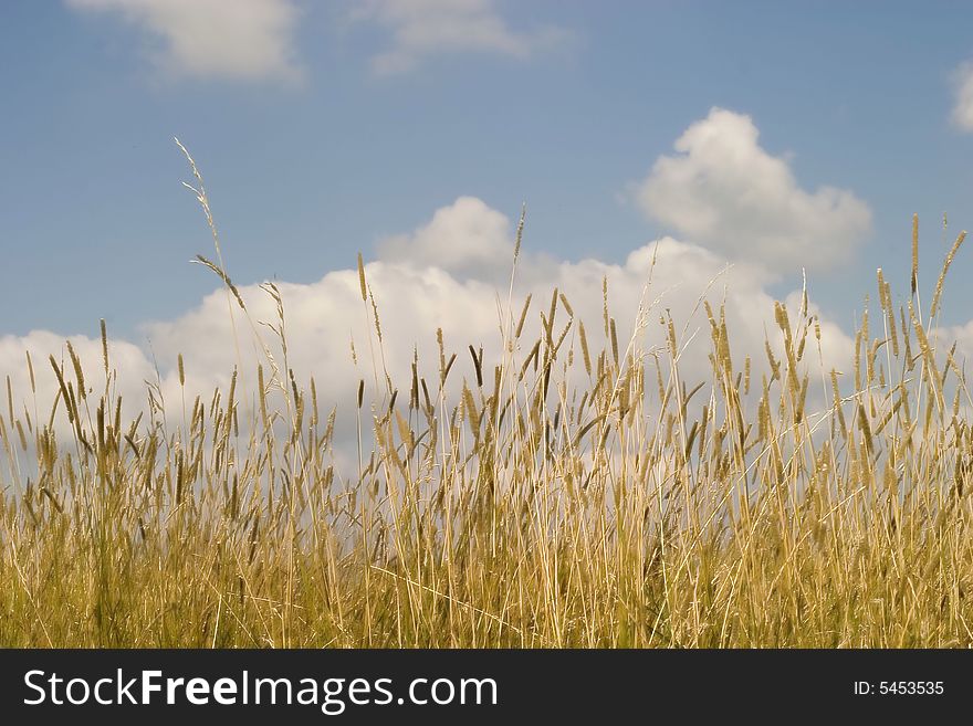 Green grass and blue sky as a background