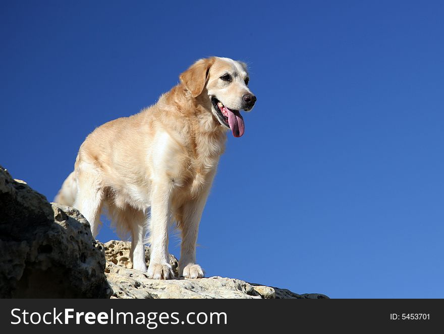 The dog is looking down from a rock, Mallorca, Spain