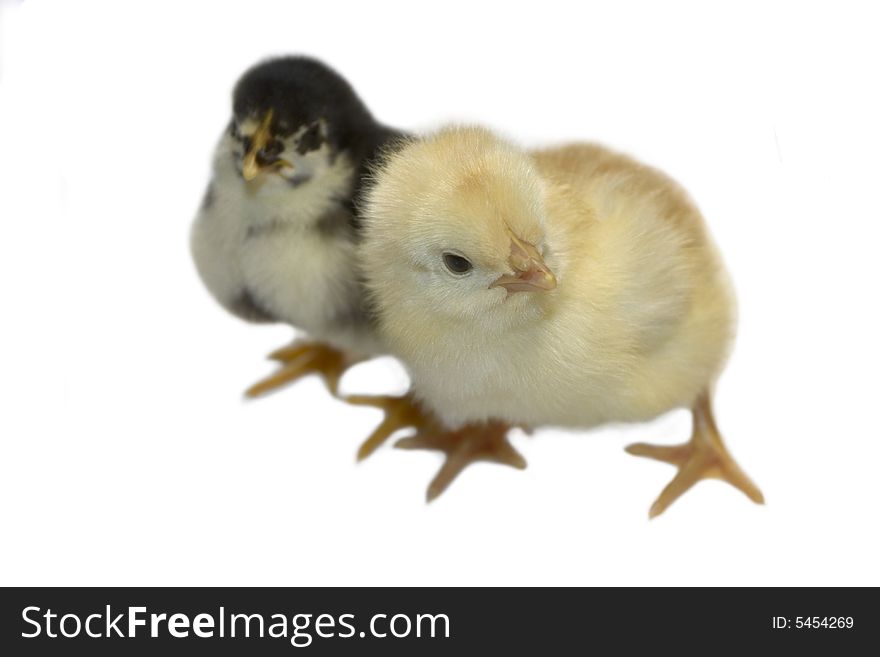 Two chicken on white background