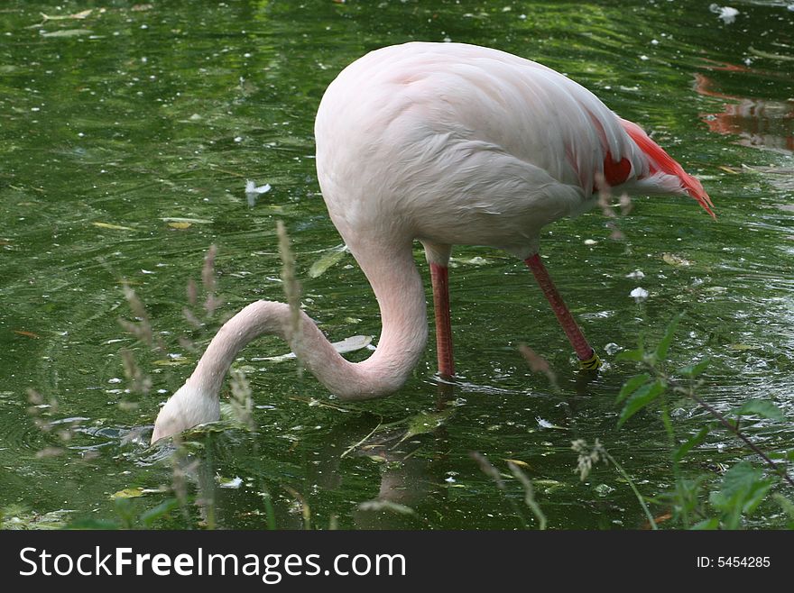 A flamingo feeding in the water