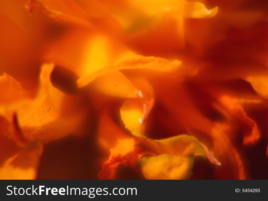 Close View Of A Daffodil