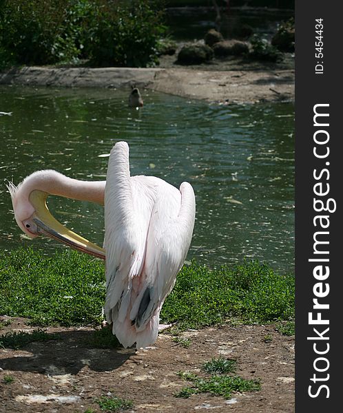 A pelican preening by the lake