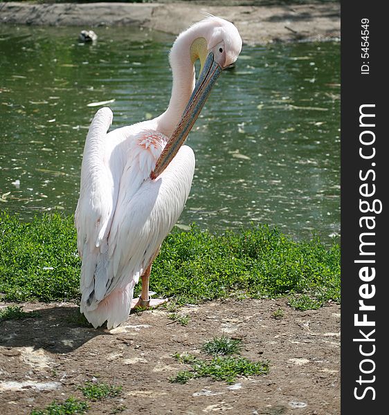 A pelican preening by the lake