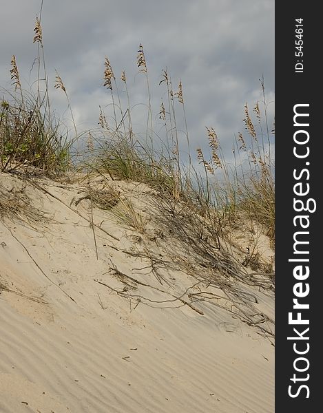 Sea oats at the peak of a sand dune. Sea oats at the peak of a sand dune.