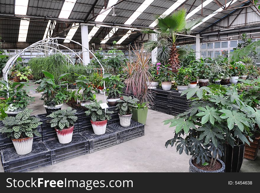 The green house where a lot of indoor tropical plant grow.