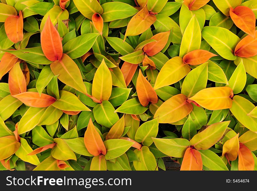 The colorful leaves of imperiai Green background,the tropical plant of Philodendron. The colorful leaves of imperiai Green background,the tropical plant of Philodendron.