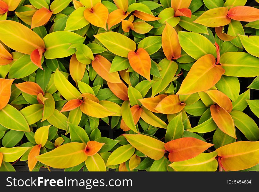 The colorful leaves of imperial green, nature background. The colorful leaves of imperial green, nature background.