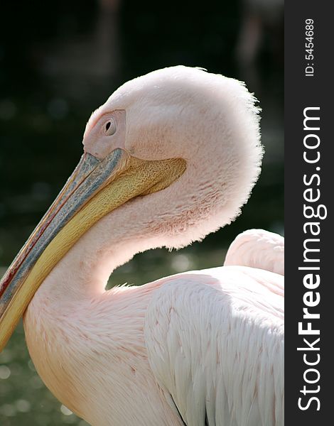 A pelican portrait shot of its head