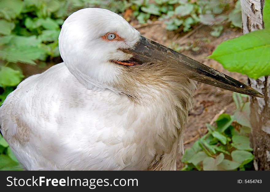 Portrait of Oriental white stork. Portrait of Oriental white stork