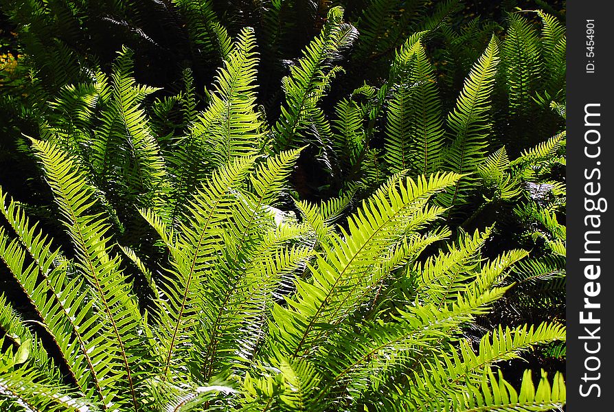 Ferns In Sunlight