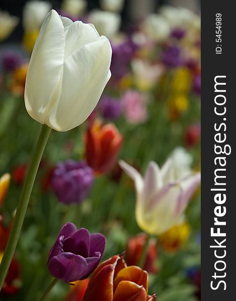 White Tulip with background of a variety of other tulips