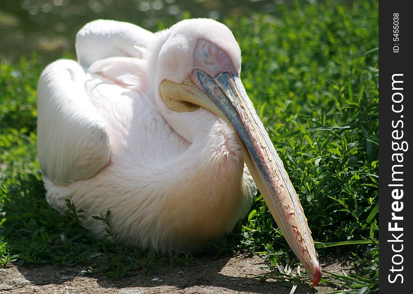 A pelican sitting on the grass