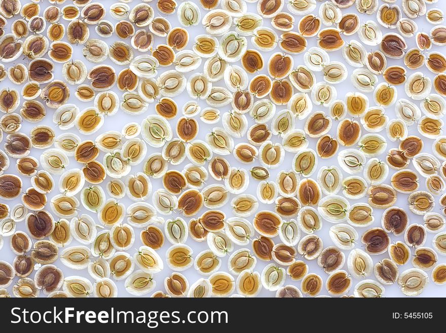 Abstract seed texture,seed background