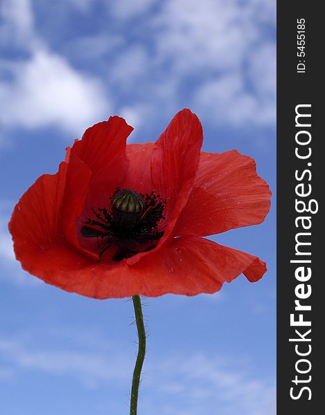 Gorgeous red poppy under peaceful blue sky. Gorgeous red poppy under peaceful blue sky