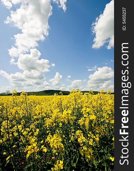 field in beutiful yellow colors with blue sky. field in beutiful yellow colors with blue sky