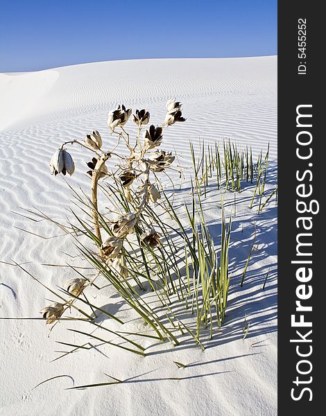 Lonely plant found in White Dunes National Monument - New Mexico. Lonely plant found in White Dunes National Monument - New Mexico