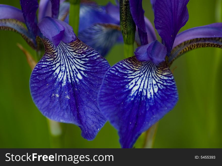 Blue Siberian Irises Close Up. Blue Siberian Irises Close Up