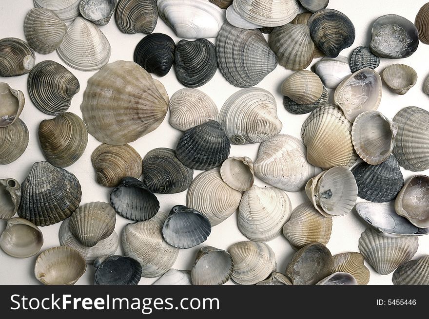 The big variety of dry sea cockleshells