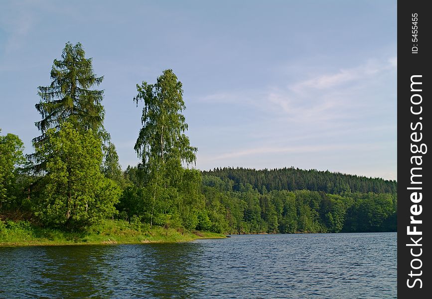 Landscape with lakeside and tall birches. Landscape with lakeside and tall birches