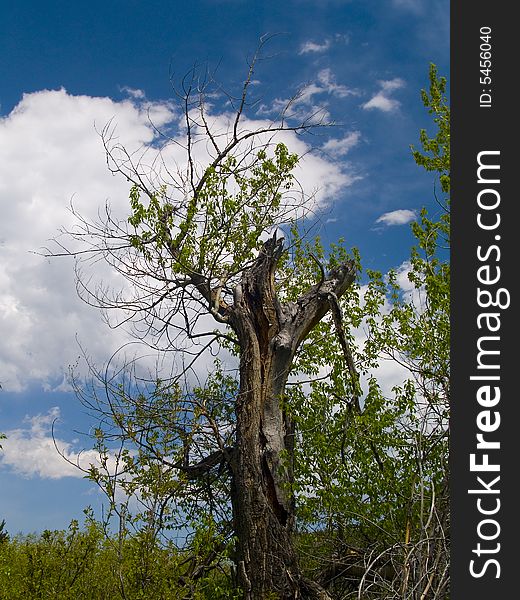 Broken and old tree in a Spring forest in Colorado's Rocky Mountains. Broken and old tree in a Spring forest in Colorado's Rocky Mountains
