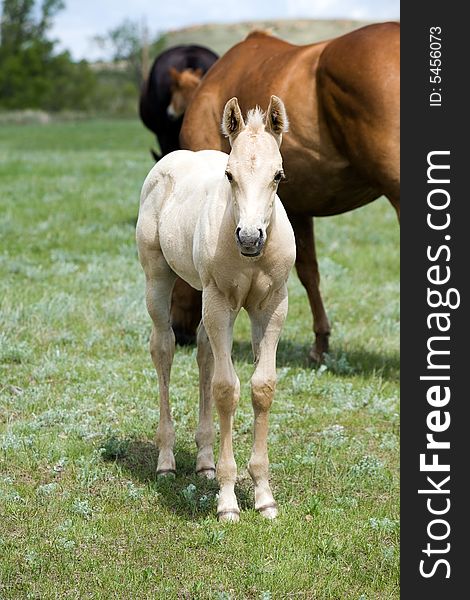 Palomino quarter horse foal in green pasture with blue sky in background