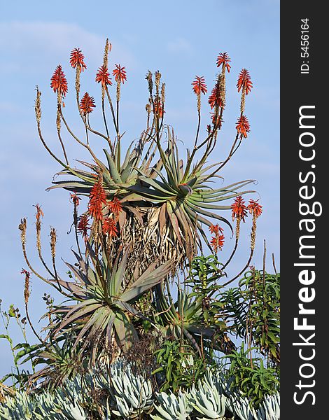 A red hot poker aloe plant silhouetted against the sky