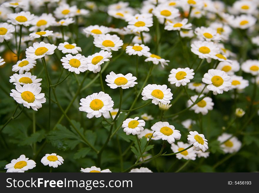 Field of white chamomiles in summer