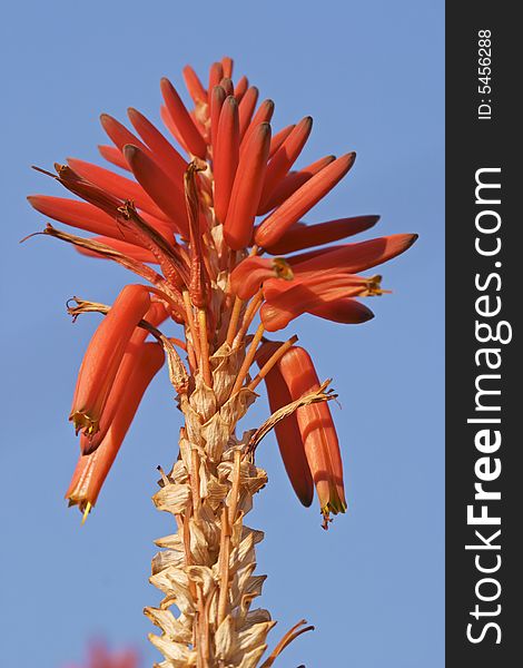 A red hot poker aloe flower silhouetted against the sky. A red hot poker aloe flower silhouetted against the sky.