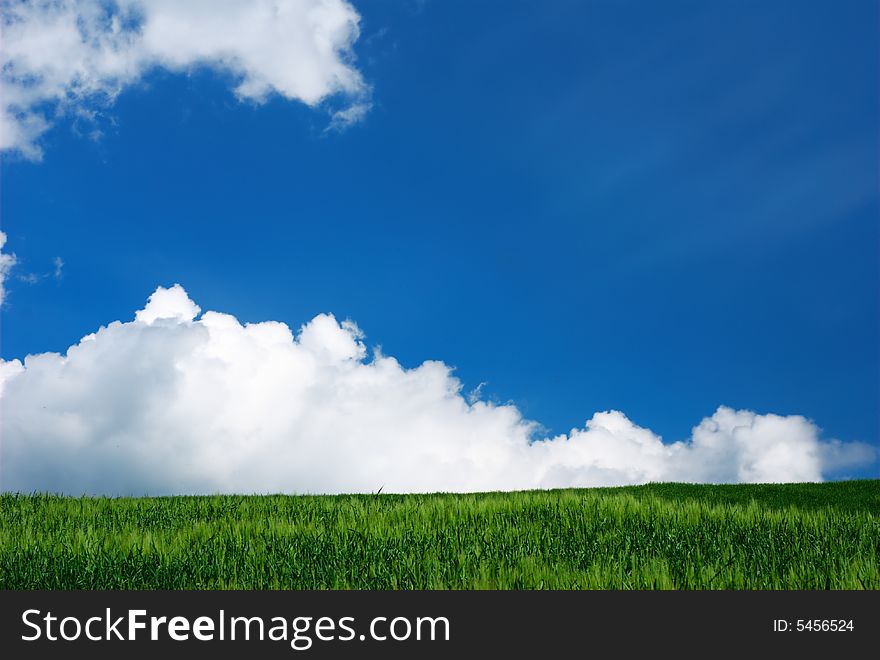 Green wheat field and blue and white sky