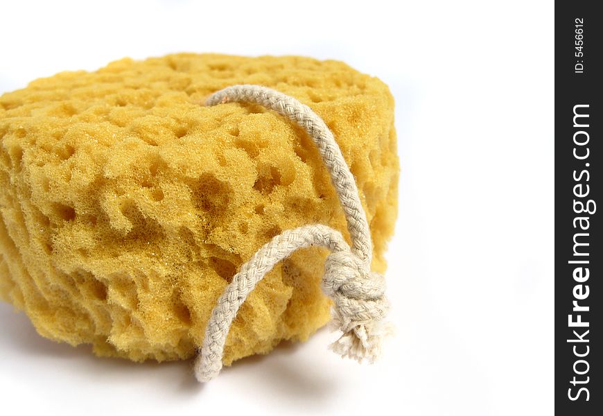 A natural wild sponge on a white background