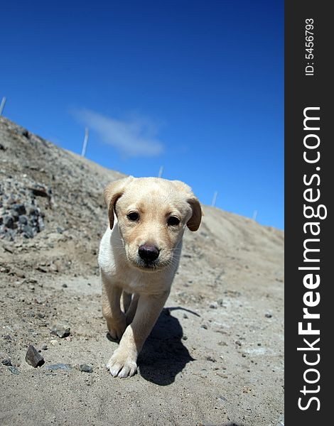 Puppy labrador retriever looking to the camera