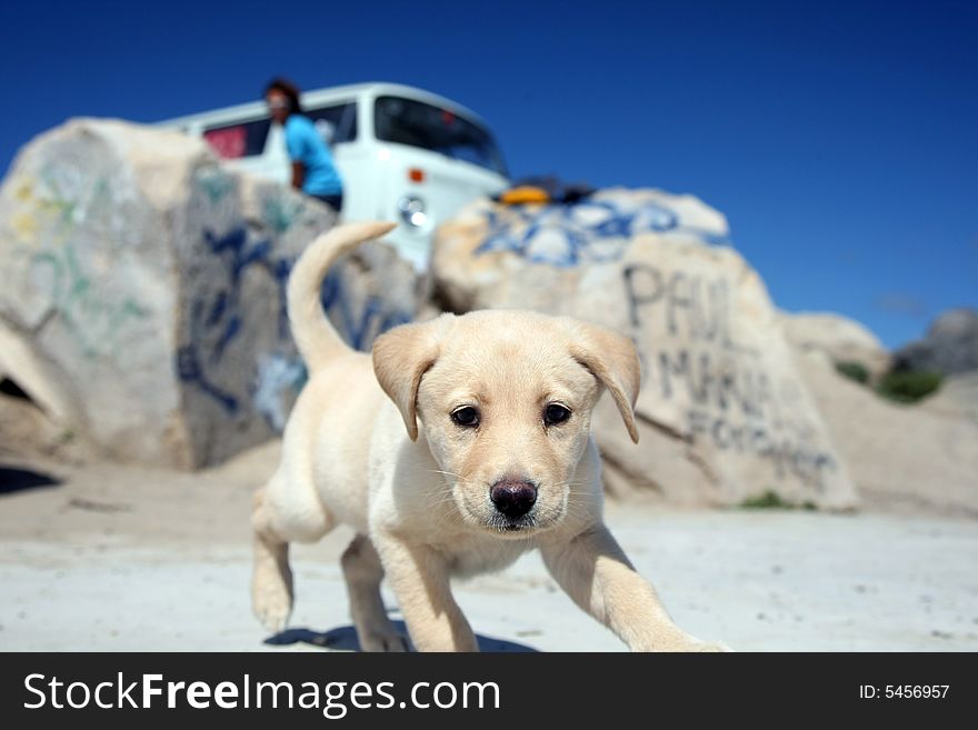 Puppy labrador retriever looking to the camera