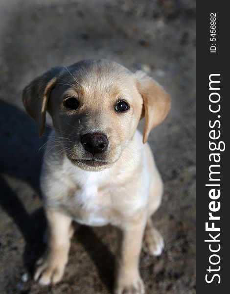 Puppy labrador retriever looking to the camera