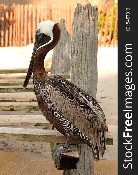 A pelican sits on a pier.