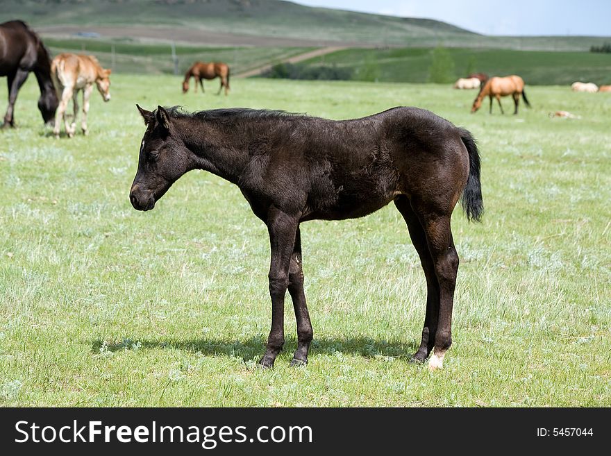 Black quarter horse foal in green pasture