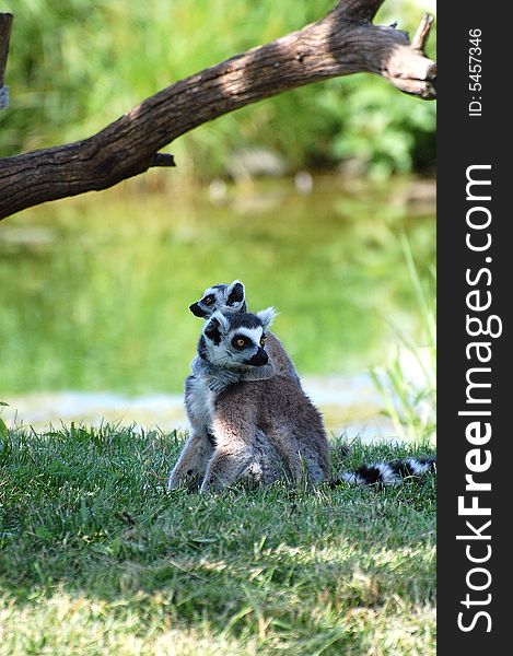 Two ring-tailed lemurs cuddling at our local zoo in indiana