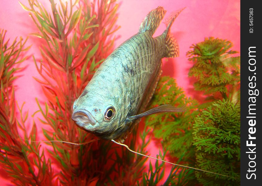 Portrait of an aquarian fish marble gurami Trichogaster trichopterus