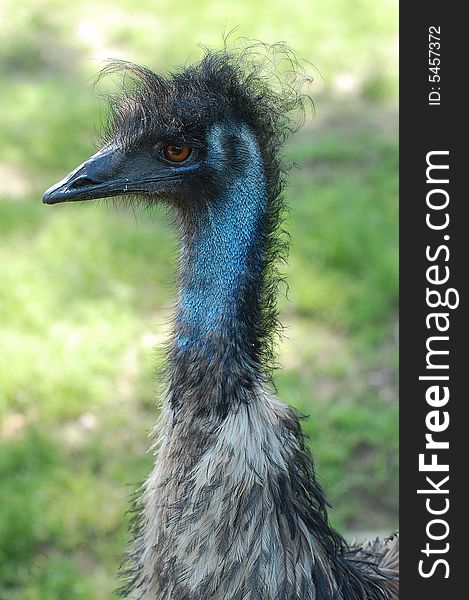 A close up of a emu at our local zoo in indiana. A close up of a emu at our local zoo in indiana