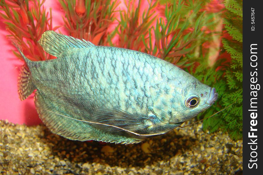 Aquarian fish Trichogaster trichopterus